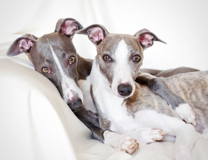 Dwa whippety leżą.