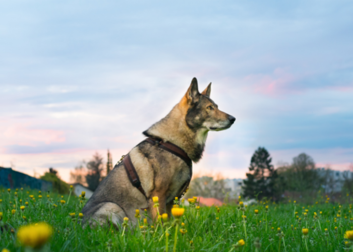Szelki dla wilczaka czechosłowackiego.