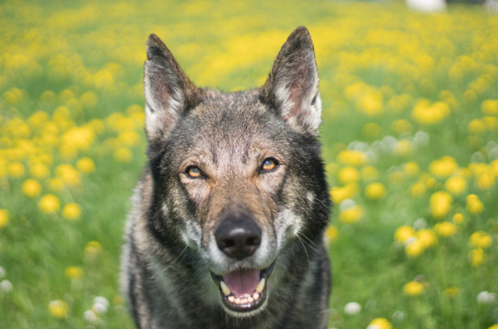 Oczy wilczaka czechosłowackiego.