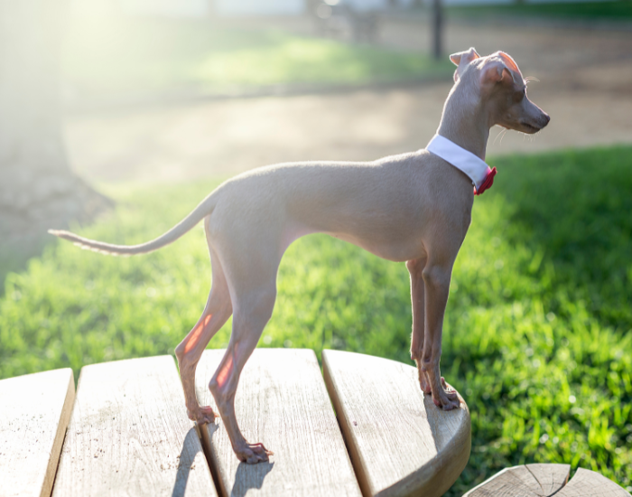 Wzorzec charcika włoskiego blue fawn.