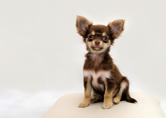 Wnętrostwo u psa małego.