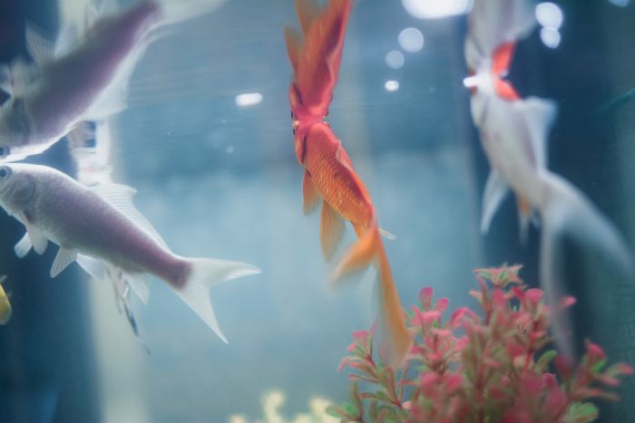 Rybki akwariowe