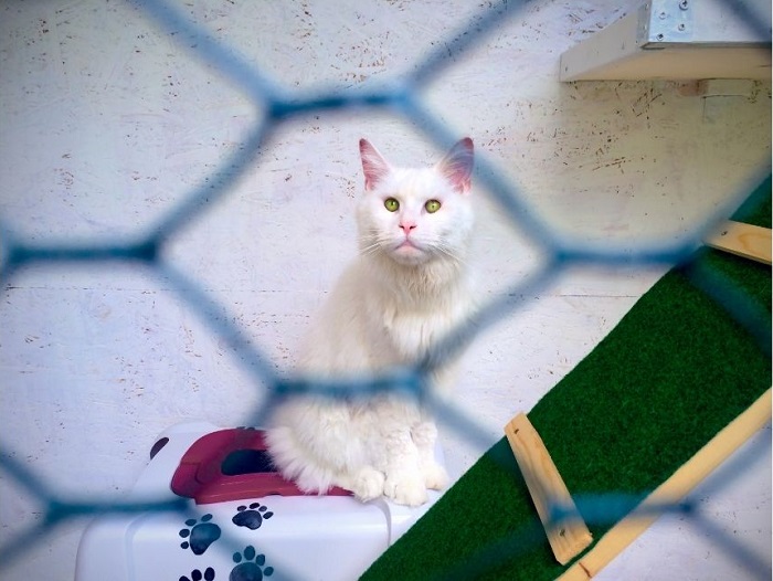 Kot syberyjski w wolierze na tarasie, wyposażonej w legowiska, drapaki i schodki.