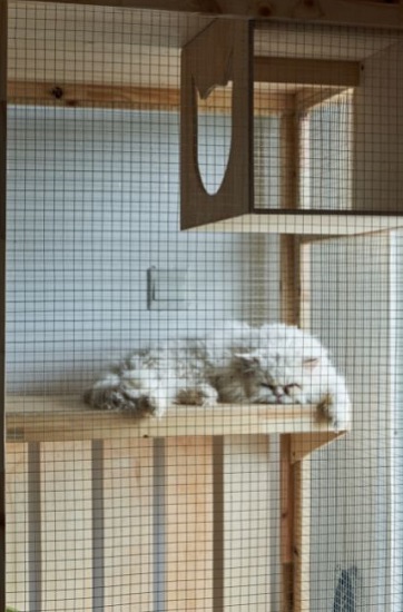 Kot pers leży w wolierze urozmaiconej w drapaki i podwieszane półki.