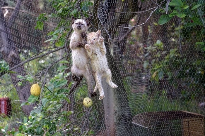 Dwa kociaki wspinają się po siatce w wolierze.