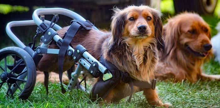 Wózek dla psa na tylne łapy.