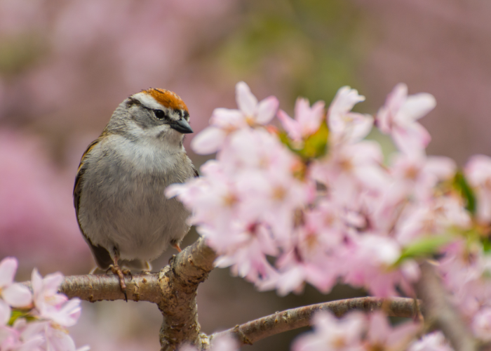 Wróbel na kwiatach.
