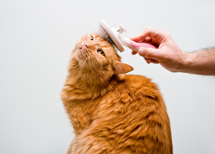 Rudy kot jest czesany.