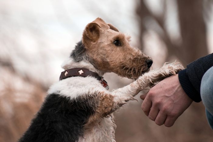Foxterrier trzyma łapę na ręce człowieka