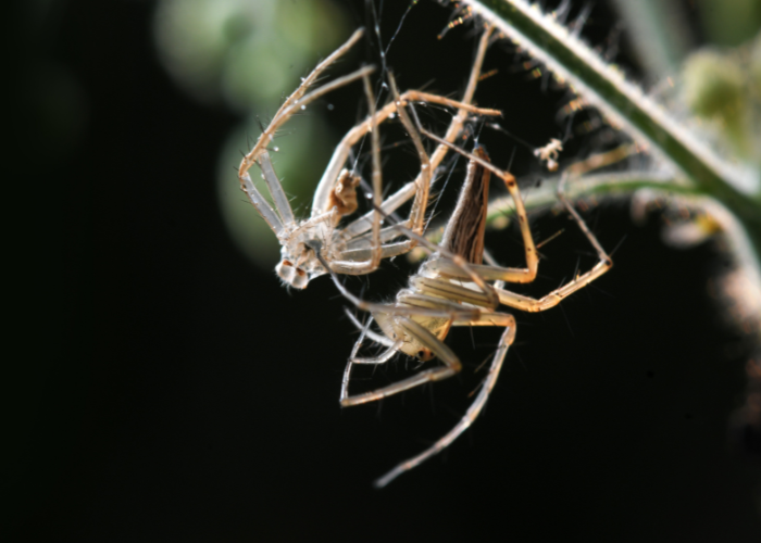 Pająk podczas wylinki.