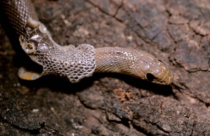 Wąż podczas wylinki.