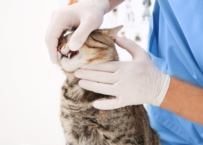 Sprawdzanie stanu jamy ustnej kota.