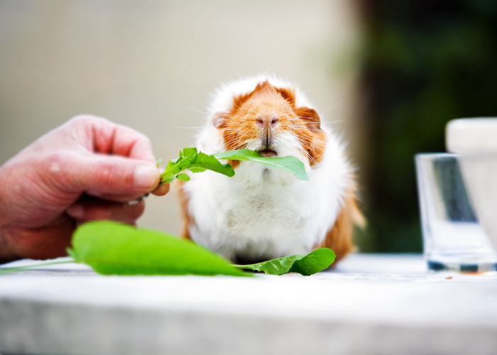 Wyprawka dla świnki morskiej zawiera w sobie m.in. klatkę. karmę, zabawki oraz miski i poidełka.