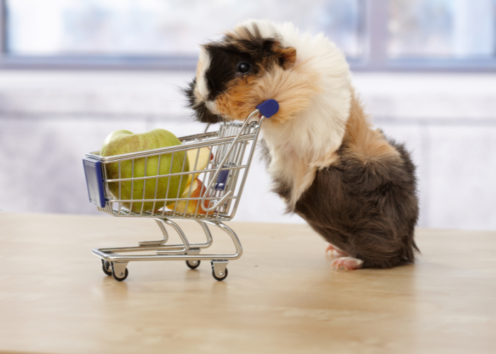 Koszt wyprawki dla świnki morskiej.