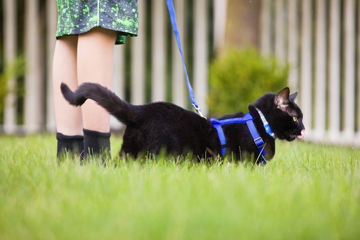 Kot na spacerze z chłopcem.