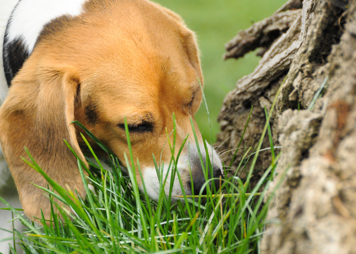 Jak bezpiecznie wywołać wymioty u psa?