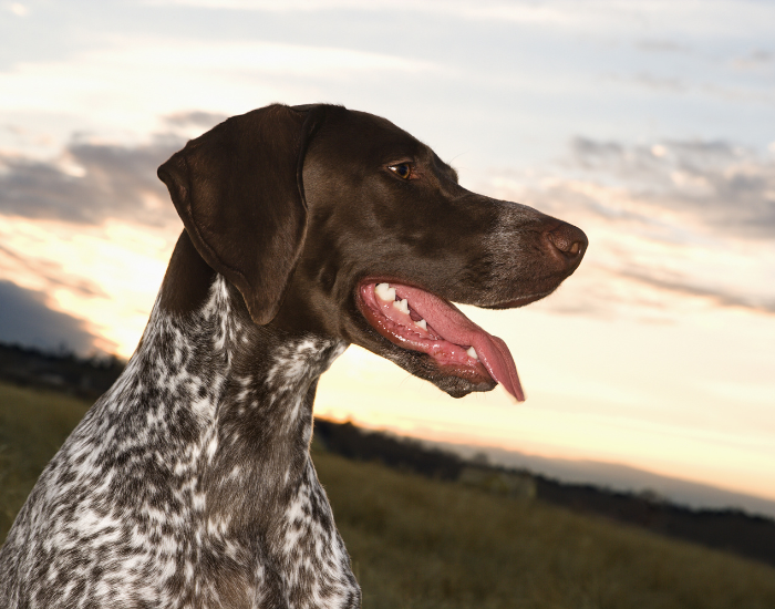 Grupa VII FCI wyżły.