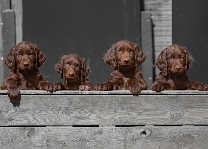 Szczeniaki wyżła niemieckiego długowłosego.