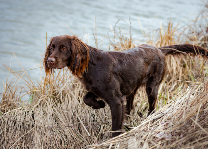 Wyżeł niemiecki długowłosy.