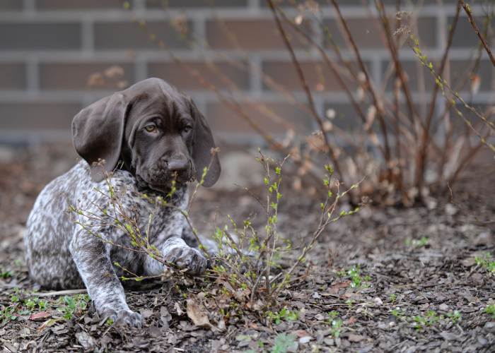Szczeniak wyżła niemieckiego krótkowłosego.