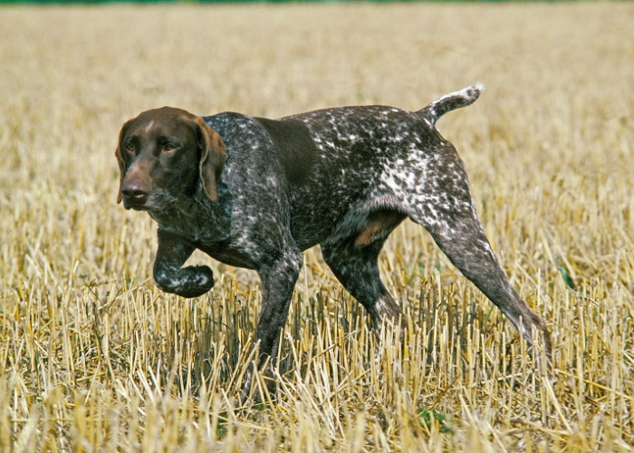 Wyżeł niemiecki krótkowłosy stójka.