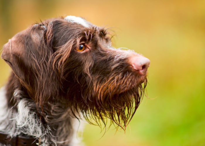 Wyżeł niemiecki szorstkowłosy.