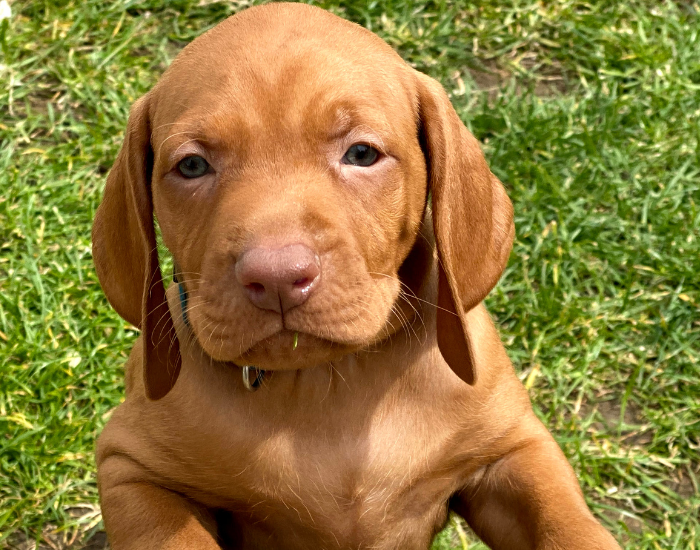 Szczeniak wyżła węgierskiego.