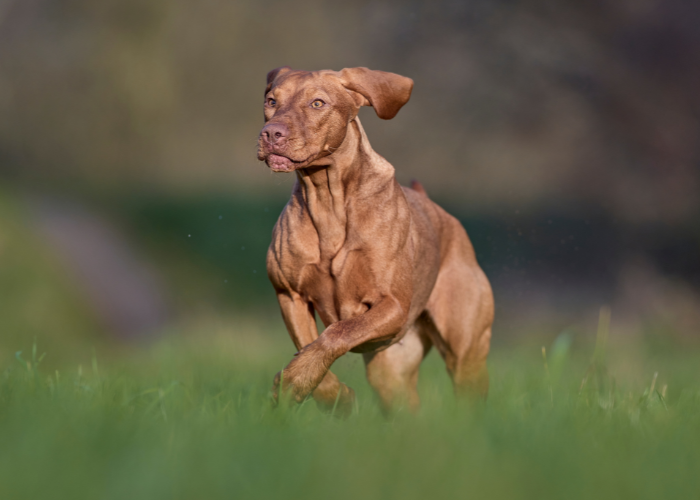Umięśniony wyżeł węgierski.