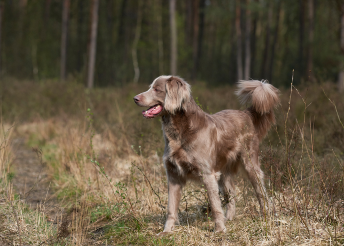 Wyżeł weimarski długowłosy.