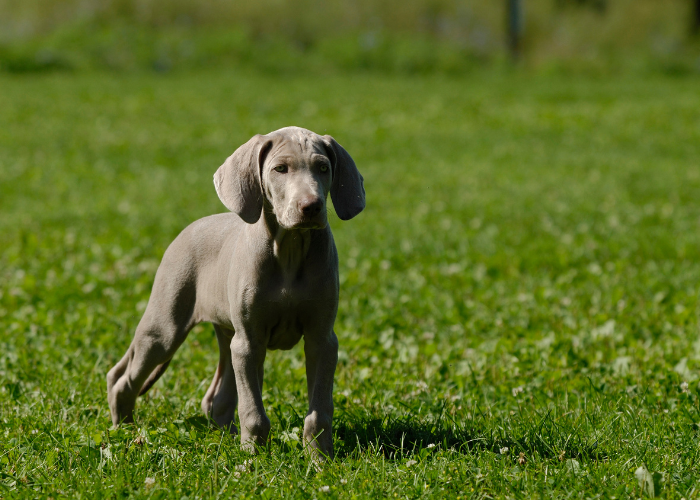 Szczeniak wyżła weimarskiego.