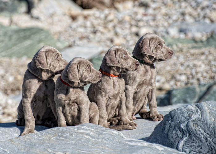 Szczeniaki wyżła weimarskiego.