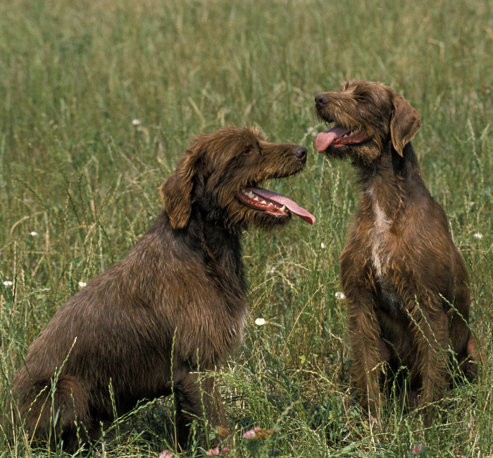 Wyżły niemieckie jako psy grupy VII FCI - wyżły.