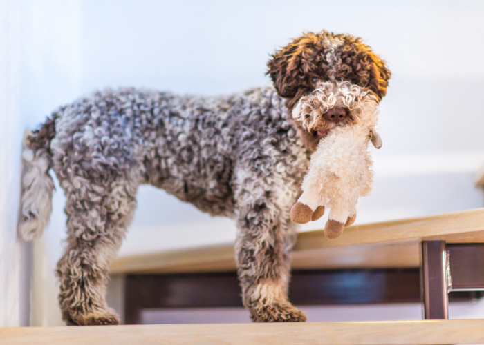 Jak wygląda lagotto romagnolo?