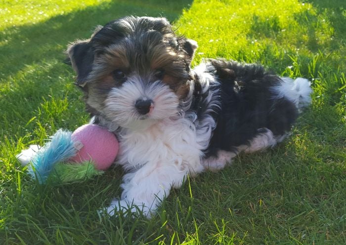 Yorkshire terrier biewer bawi się na trawie