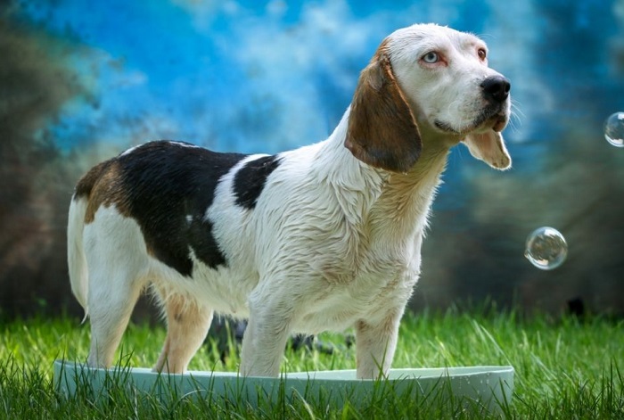 Pies w basenie na podwórku.