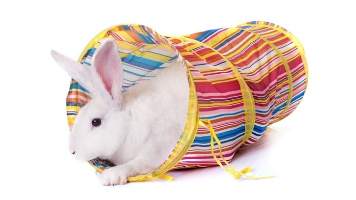Królik w tunelu zabawkowym.