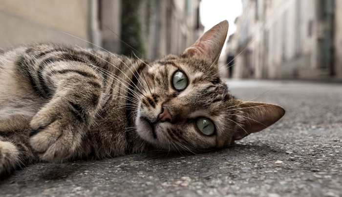 Kot leży na chodniku.