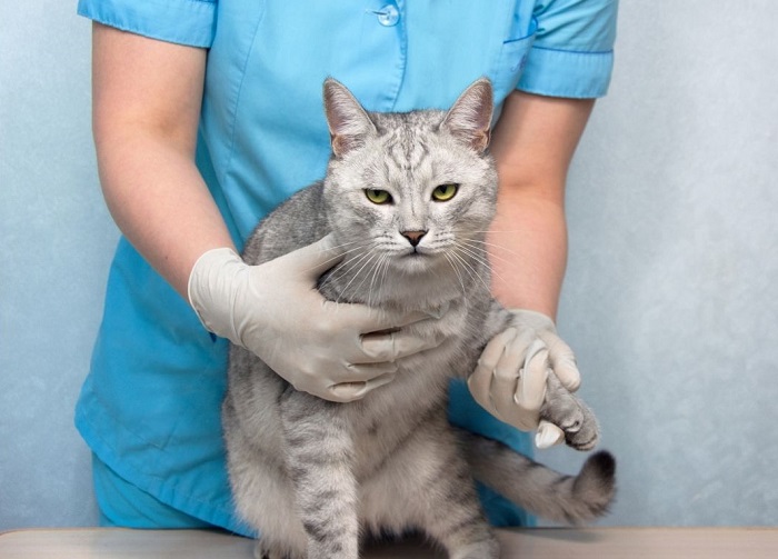Niezadowolony kot u weterynarza.