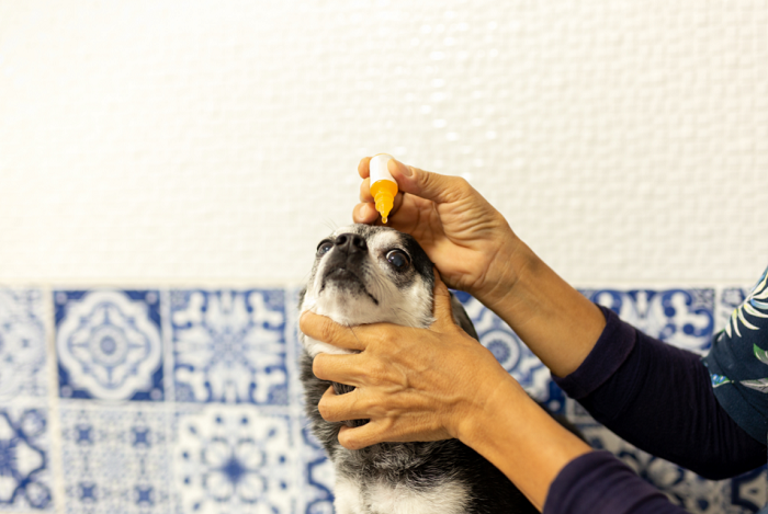 Pies podczas zakrapiania oczu.