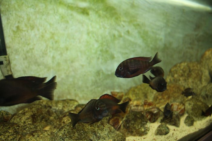 Ryby żałobniczki w akwarium roślinnym