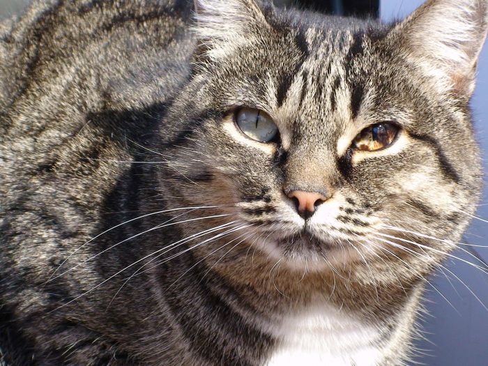 Kot z chorymi oczami.