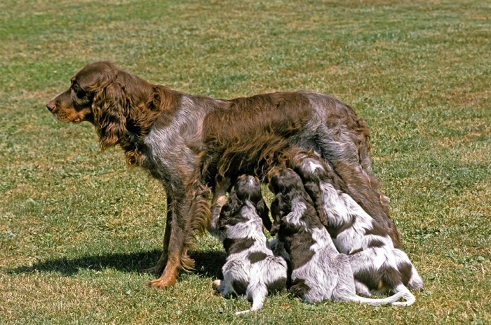 Suka karmi szczenięta.