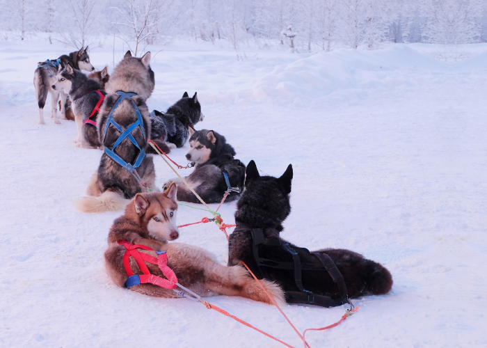 Siberian husky w zaprzęgu psów.