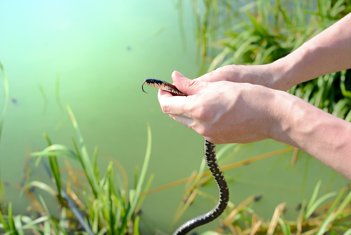 Złapany zaskroniec.