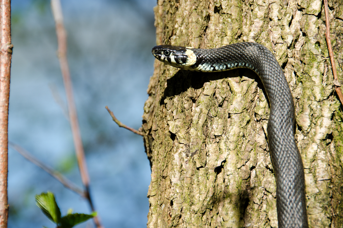 Zaskroniec na drzewie.