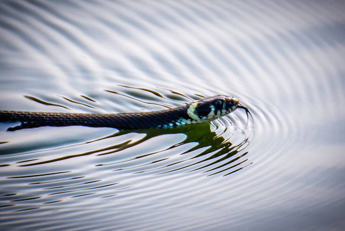 Zaskroniec w wodzie.