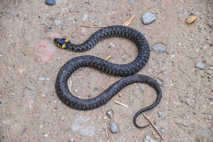 Zaskroniec w Polsce.