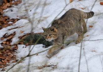Żbik europejski w górach.