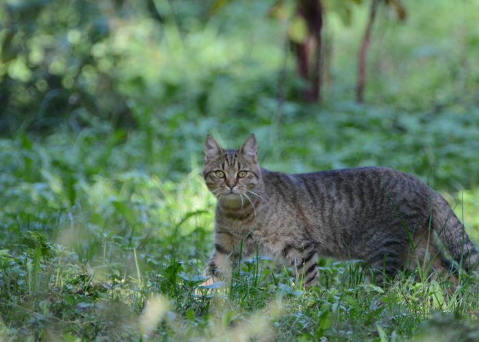 Żbik europejski - wygląd.