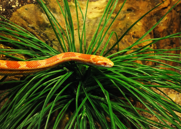 Wąż zbożowy na trawie.